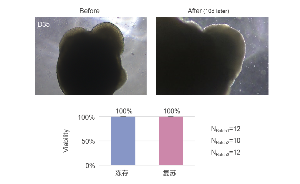 OrganFreeze冻存液，0110 (1/10)(图1)
