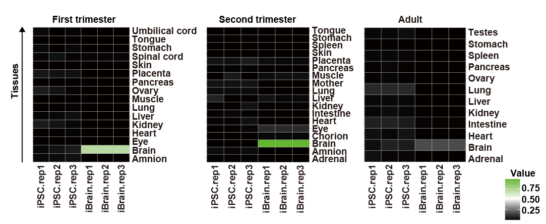 即用型iPSC源前脑类器官 (m-model)，3d0180.m(图6)