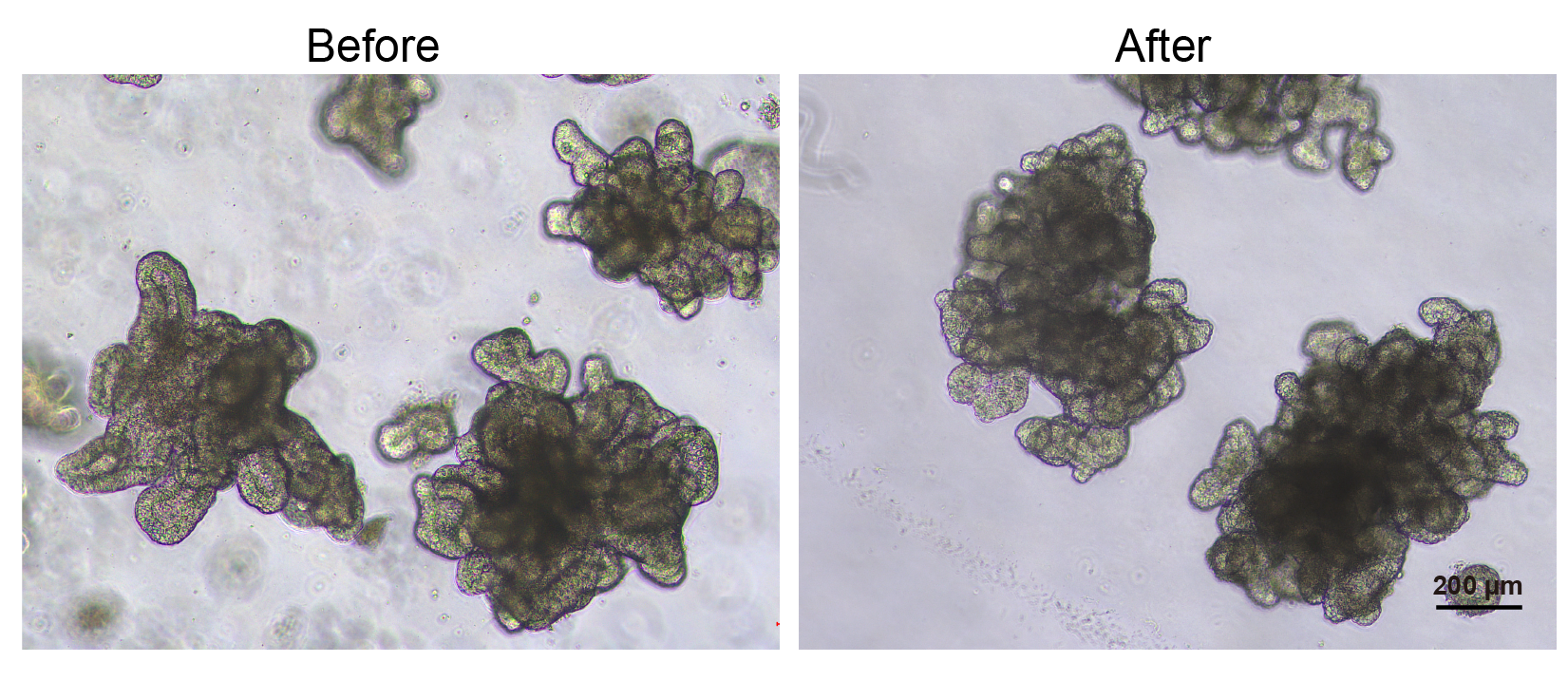 冻存型iPSC源大肠类器官，3d0235(图1)
