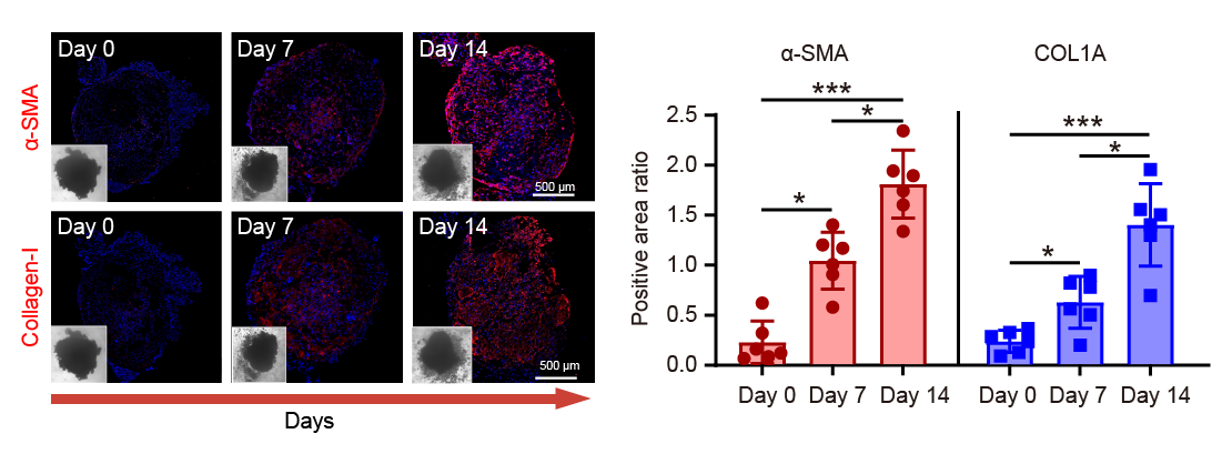 即用型iPSC源肺类器官 (d-model) ,3d0110.2(图2) 即用型iPSC源肺类器官 (d-model) ,3d0110.2(图2)