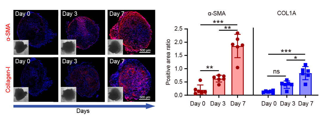即用型iPSC源肺类器官 (d-model) ,3d0110.2(图3) 即用型iPSC源肺类器官 (d-model) ,3d0110.2(图3)
